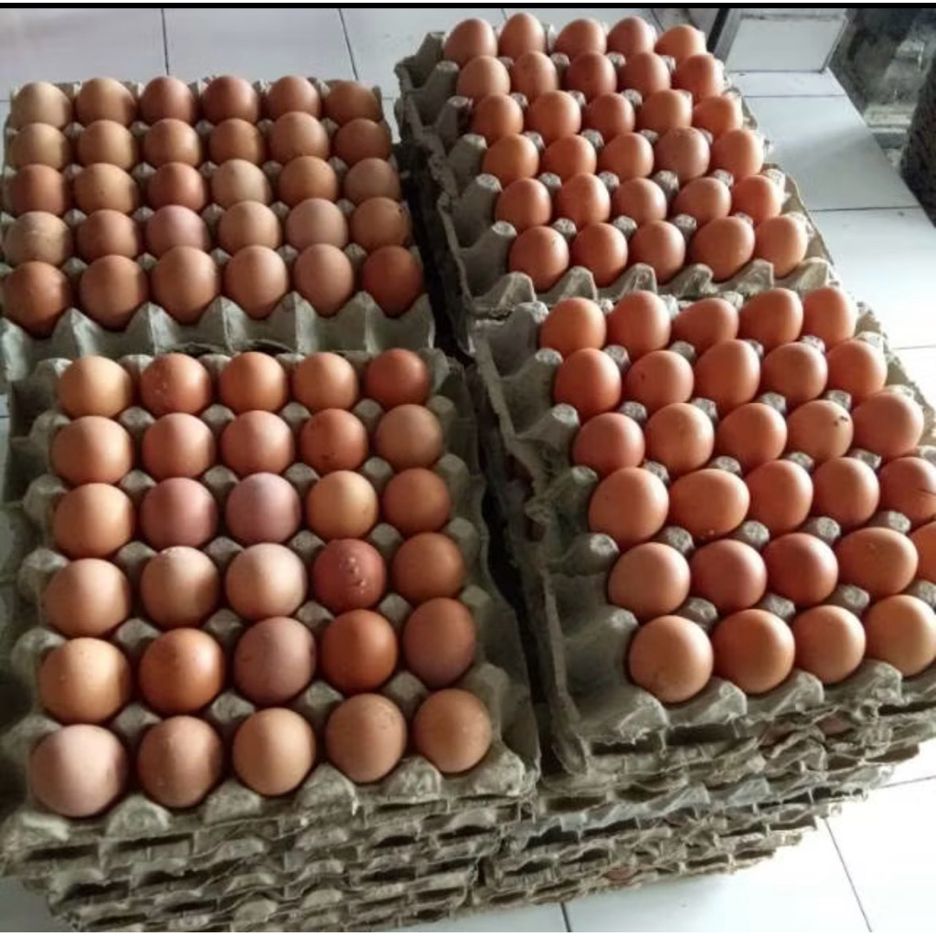 

telur ayam