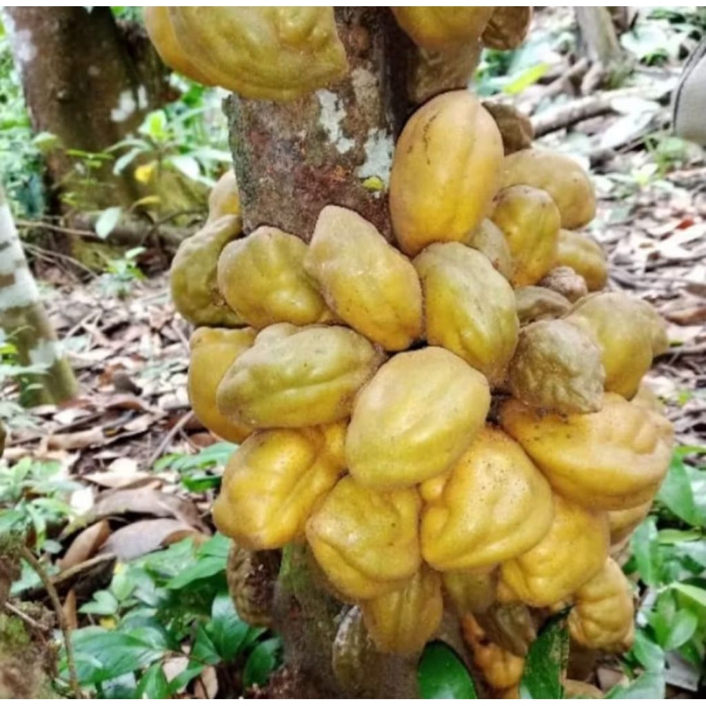 

Buah pokih/buah nam nam