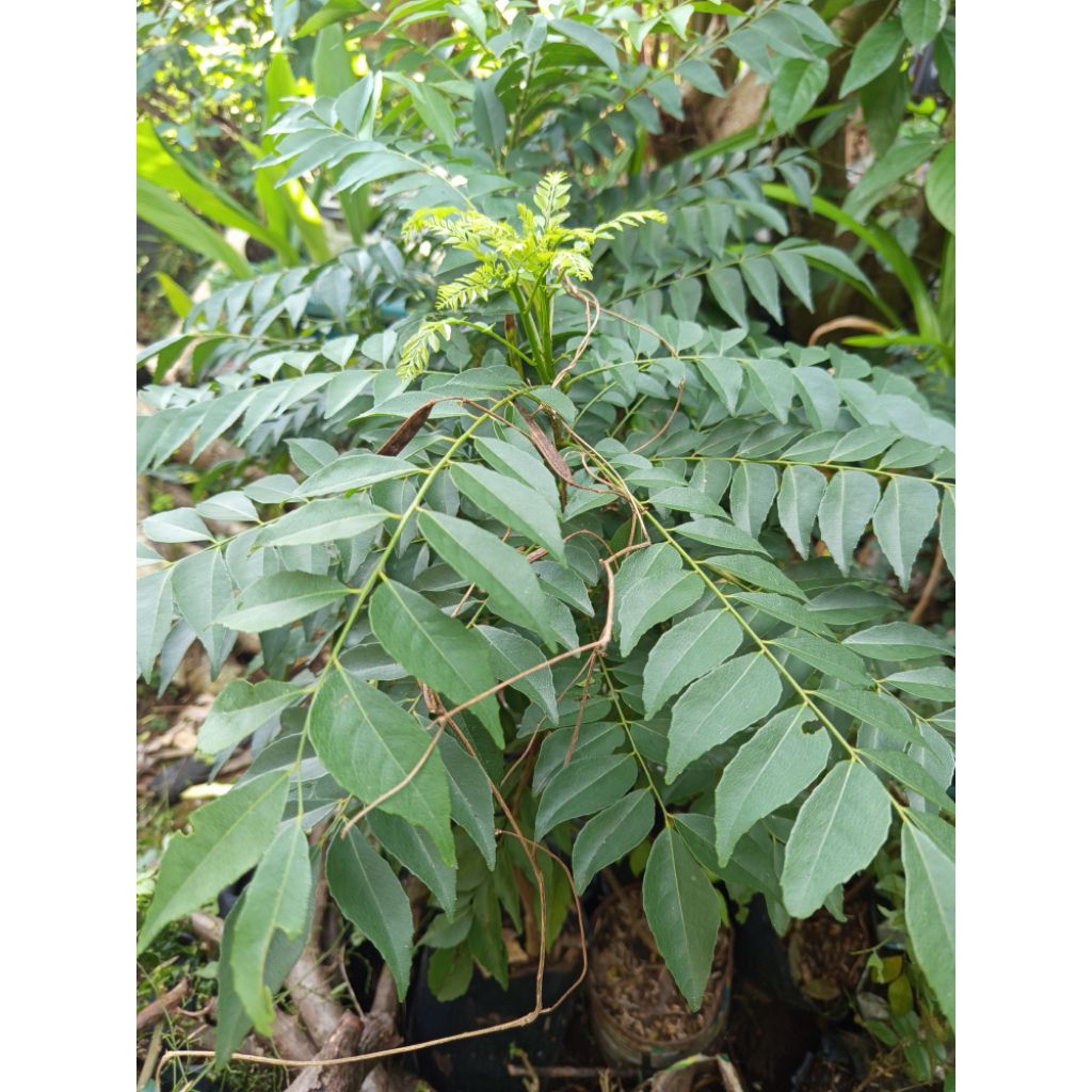 

Rempah Daun Kari Curry Leaves Salam Koja per tangkai