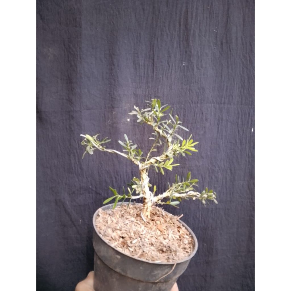 bonsai mamean boxus