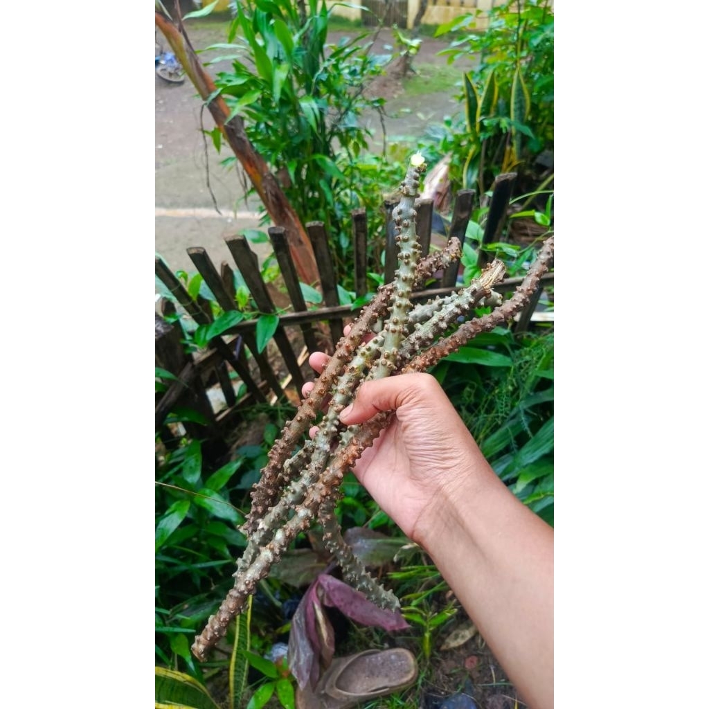 

BROTOWALI/BATRAWALI SEGAR SAPIH ASI 100 GRAM