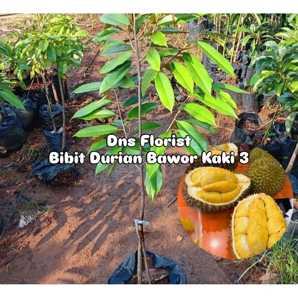 Bibit Durian Bawor Kaki 3 Tinggi 80cm - 1 Meter