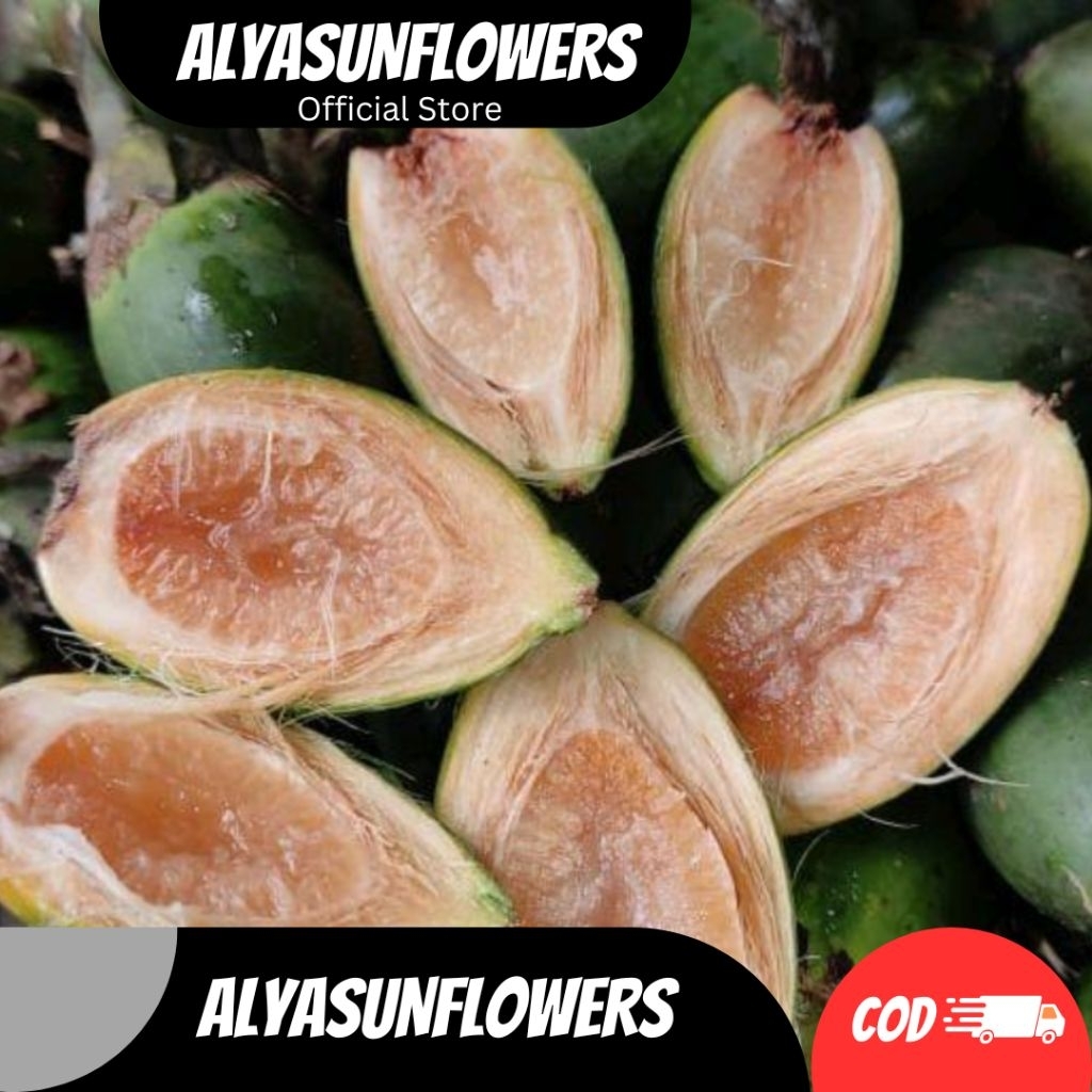 

BUAH PINANG MUDA 1kg JAMBE MUDA KUMECROT STAMINA HERBAL