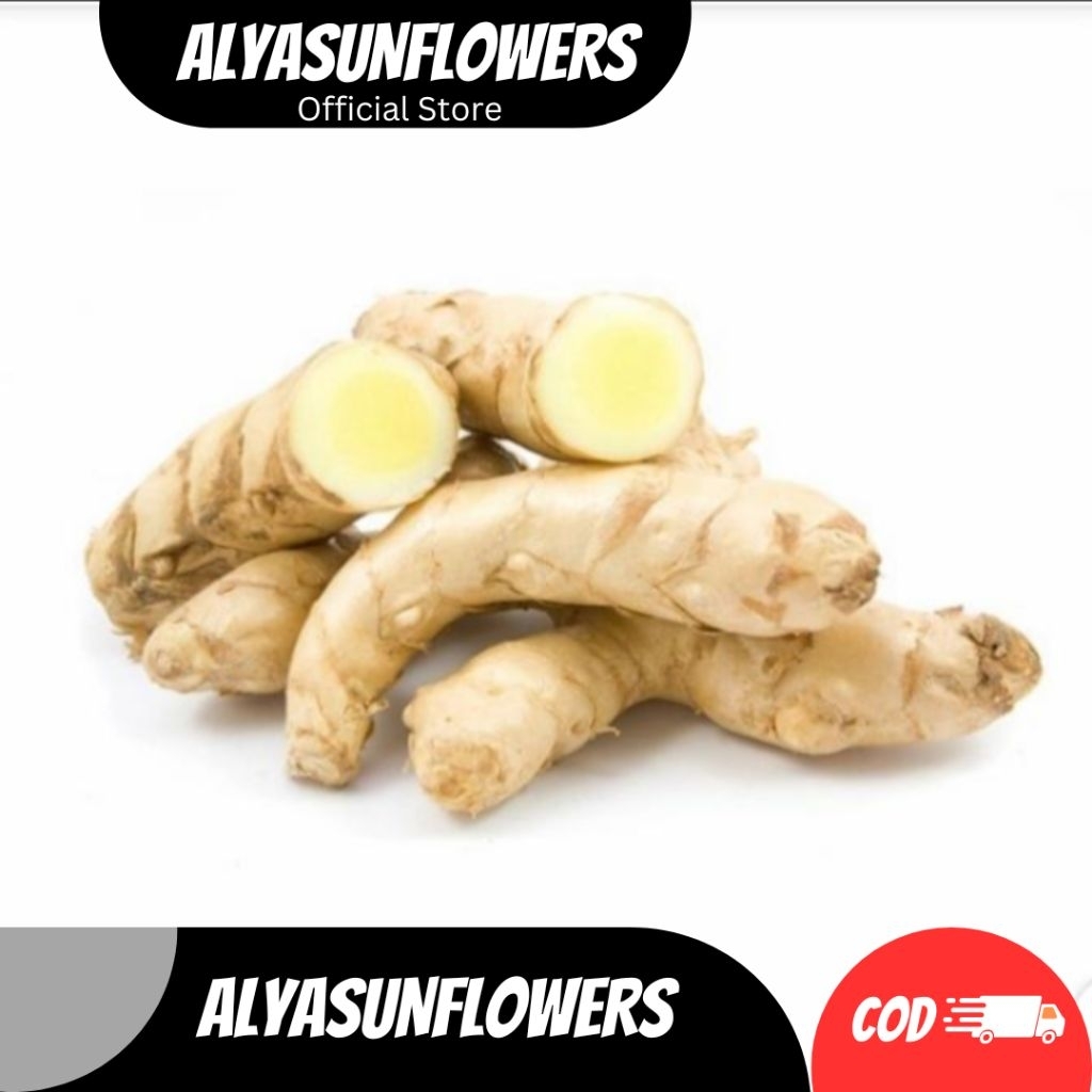 

KUNYIT PUTIH TEMU PUTIH SEGAR HERBAL TRADISIONAL CURCUMA