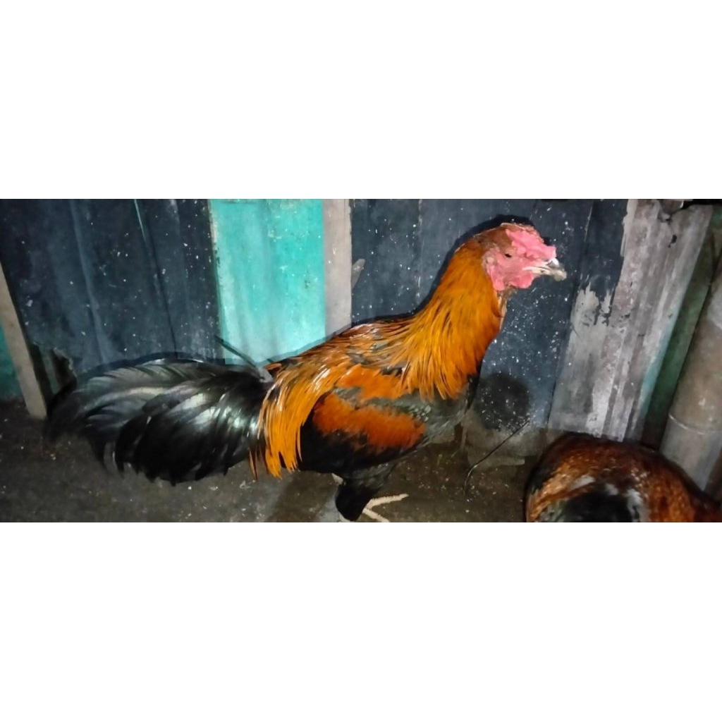 

jago ayam kampung ukuran besar