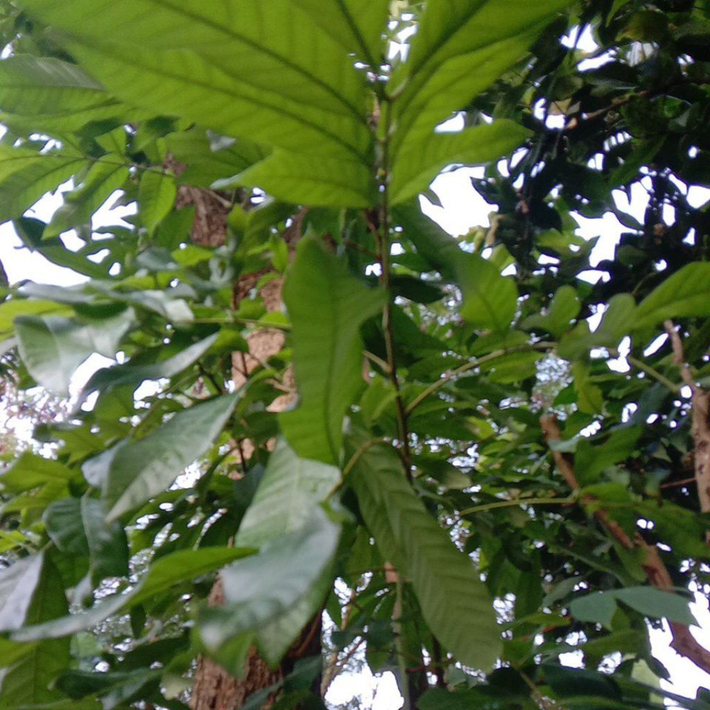 

daun kelengkeng segar 500gr