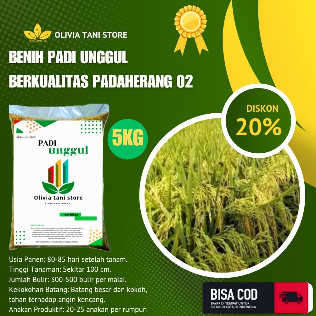 BENIH PADI UNGGUL BERKUALITAS PADAHERANG 02 100% ORIGINAL