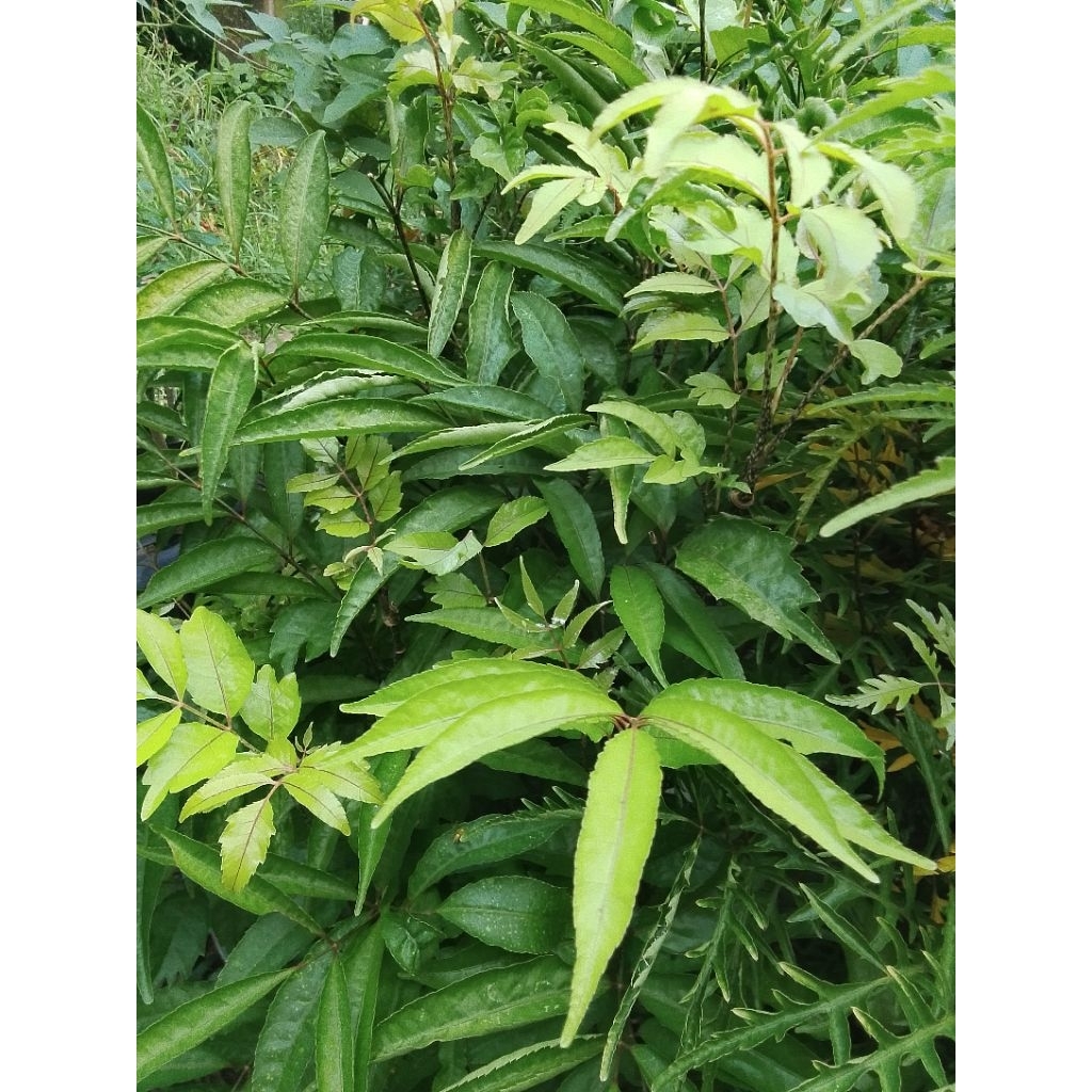 Tanaman Kedondong Laut, Tanaman Pagar, Tanaman Daun Lalap