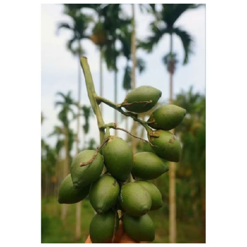 

buah pinang muda 1kg