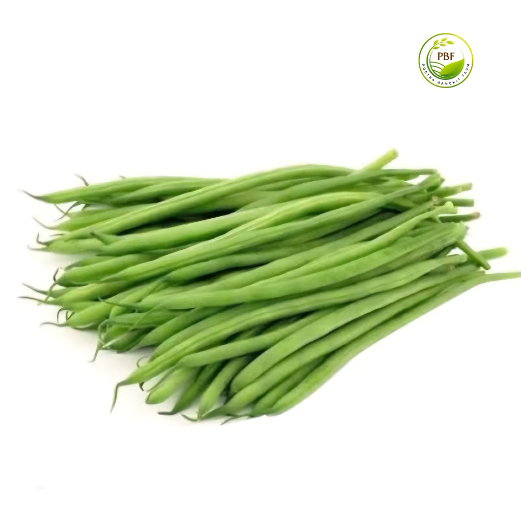 

BUNCIS SEGAR 500GRAM