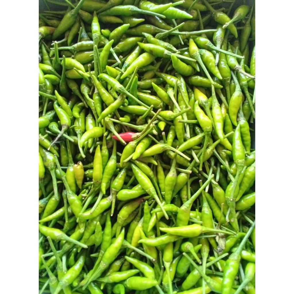 

cabai rawit hijau lalap 50 g
