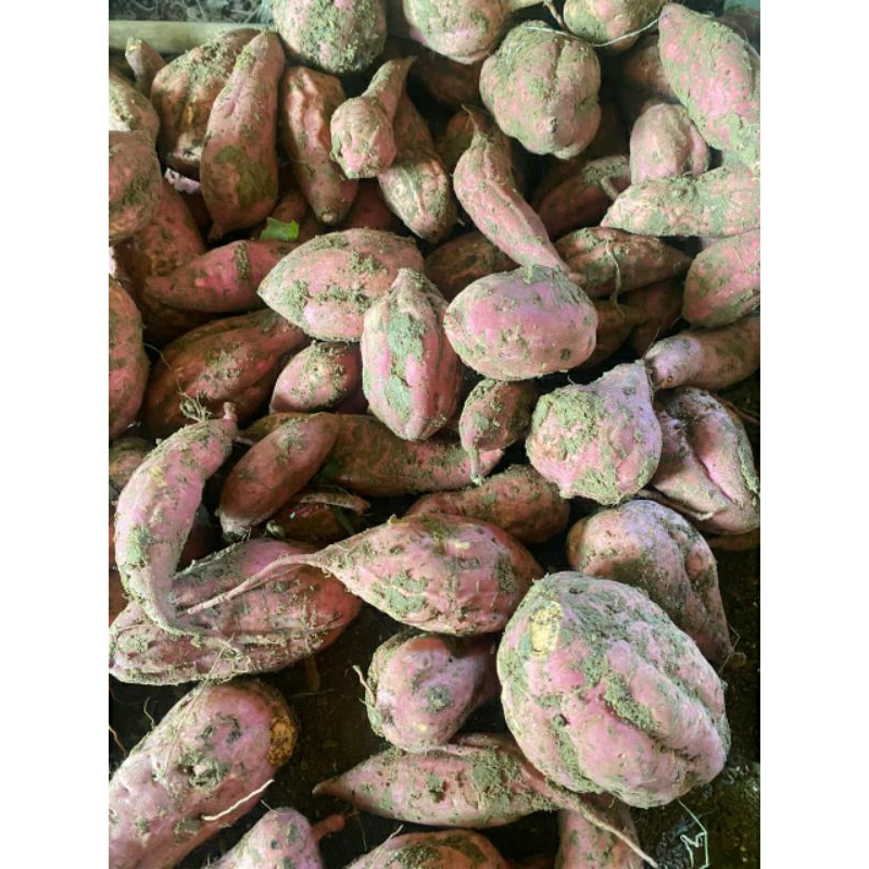 

Ubi Jalar/Ubi rambat/Muntul,Kemasan 1kg.