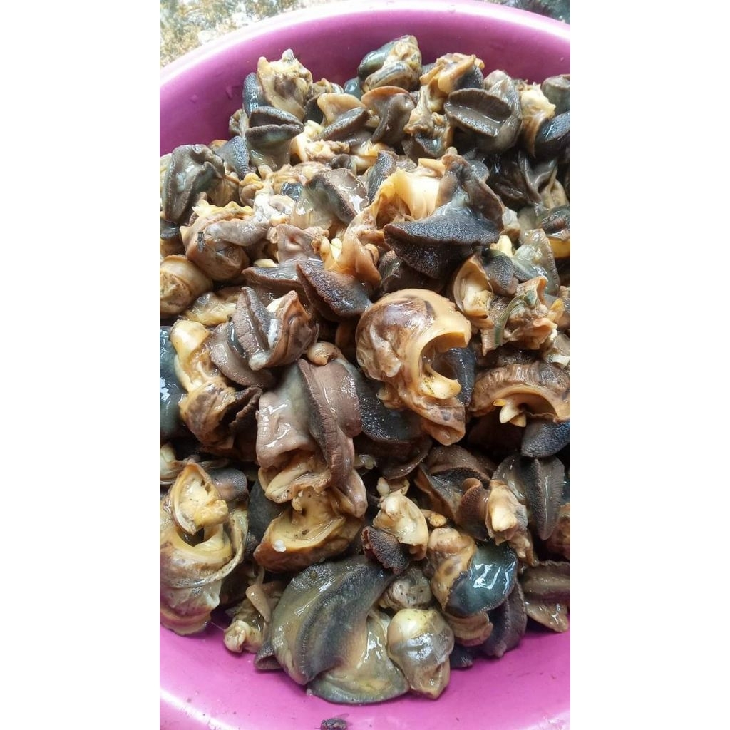 

BEKICOT SUDAH DI MASAK TANPA BUMBU 1KG