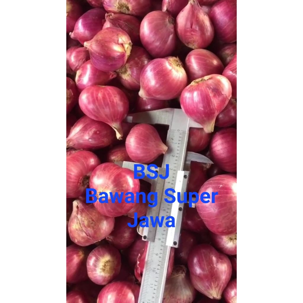 

Bawang Merah Super Jawa Dari Petani Indonesia