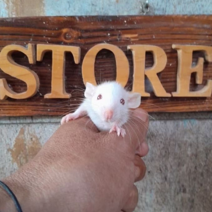 Tikus Dumbo Ear Original