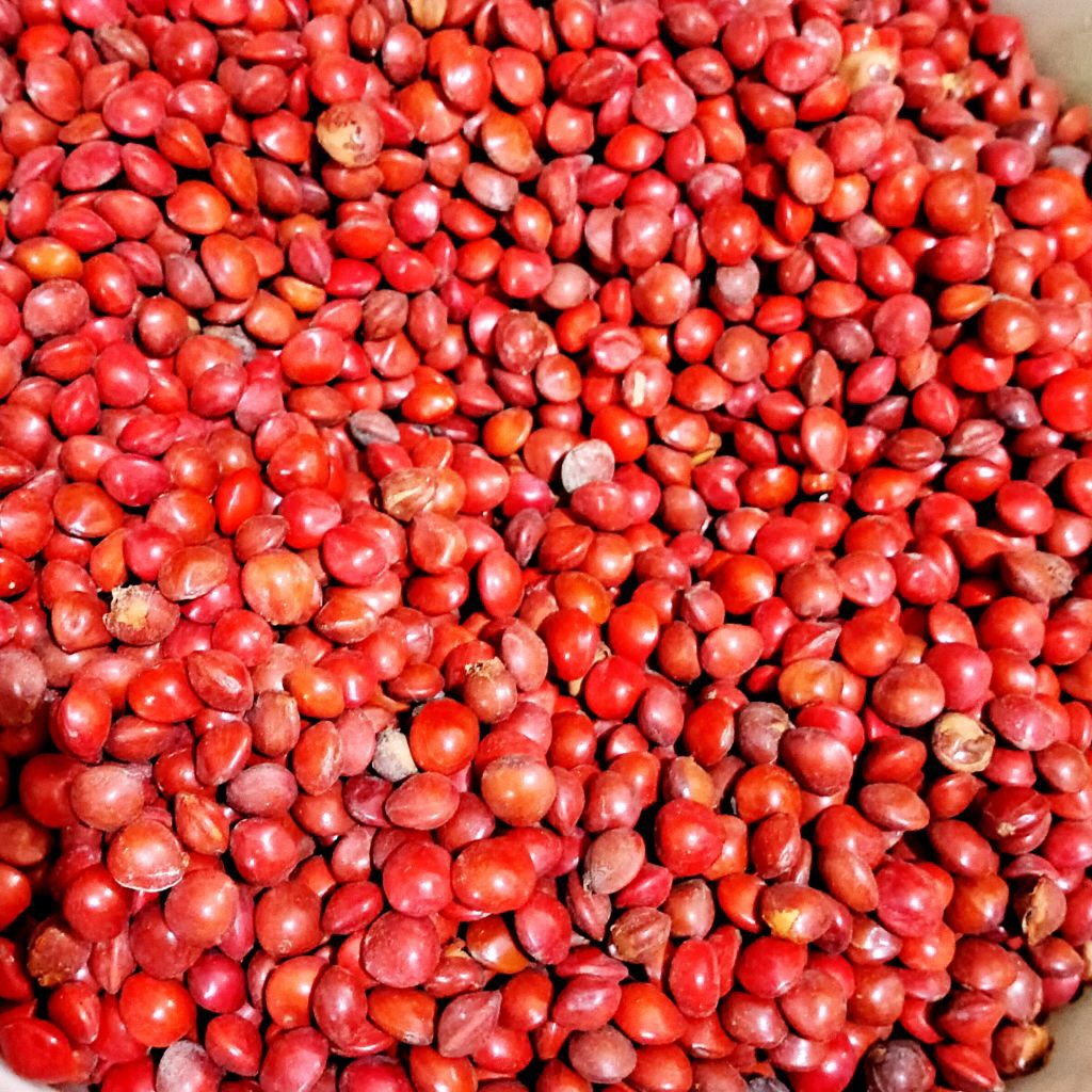 

1 kg biji saga - biji saga merah - biji saga besar - buah bunga saja - kerajinan biji saga
