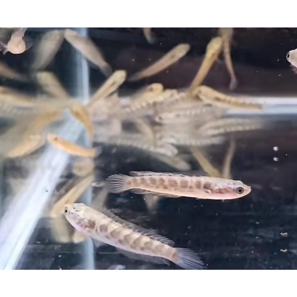 BABY AURANTI SORTIRAN KERASS