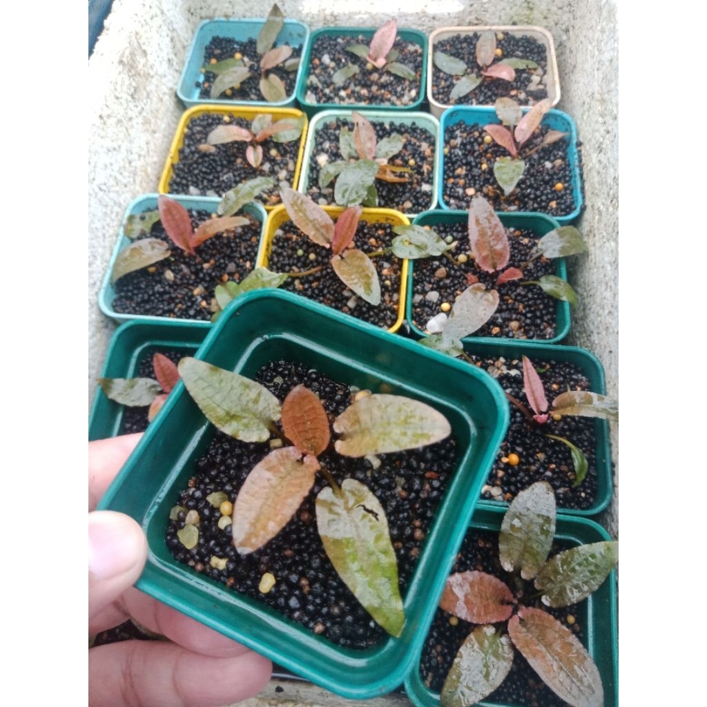 Cryptocoryne Flamingo pink (Emersed) #cfm0002