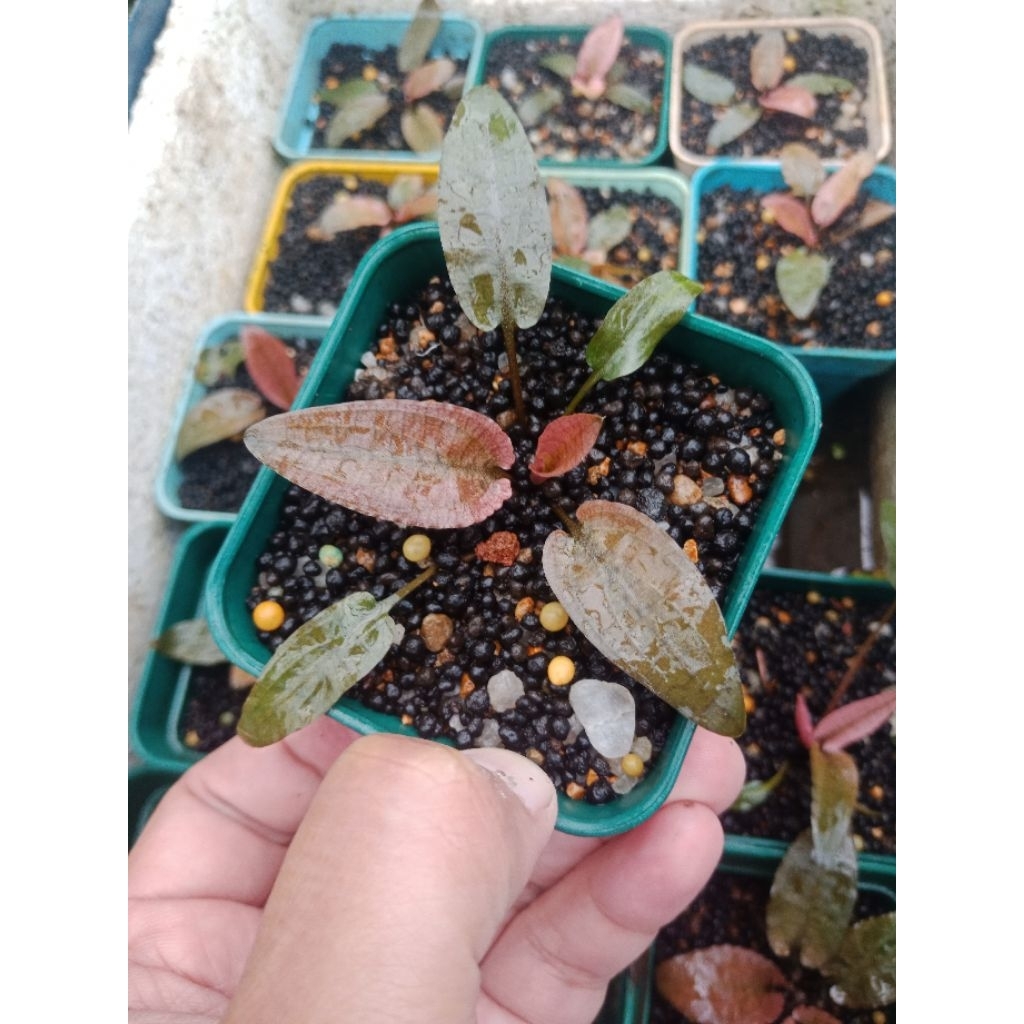 Cryptocoryne Flamingo Pink (Emersed) #cfml0007