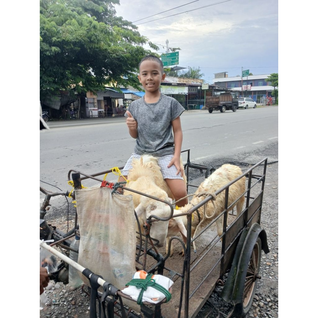 

buat co link kargo 10kg