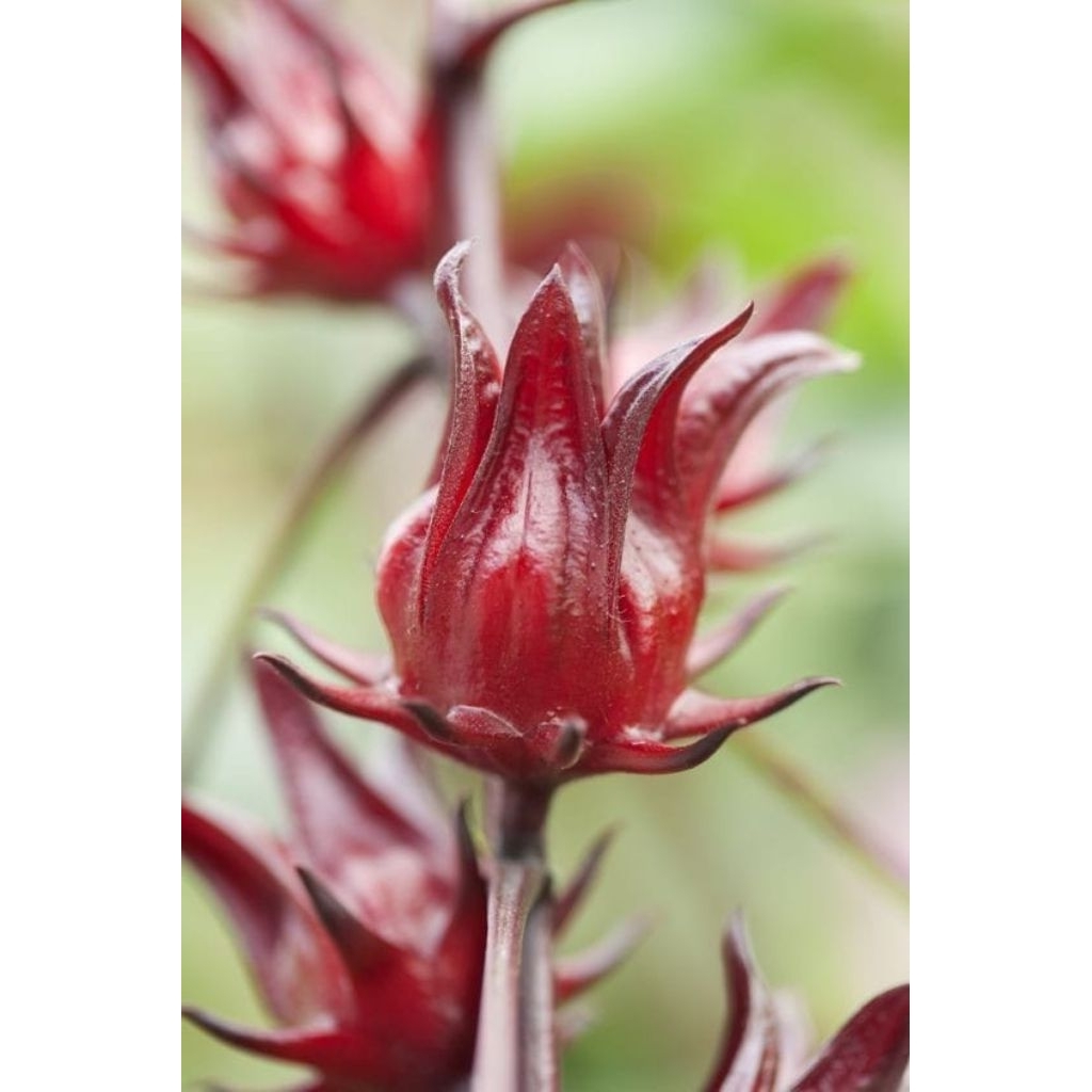 

Teh Bunga Rosella Merah Kering Kemasan 100 Gram Kualitas Panenan Terbaru 2025