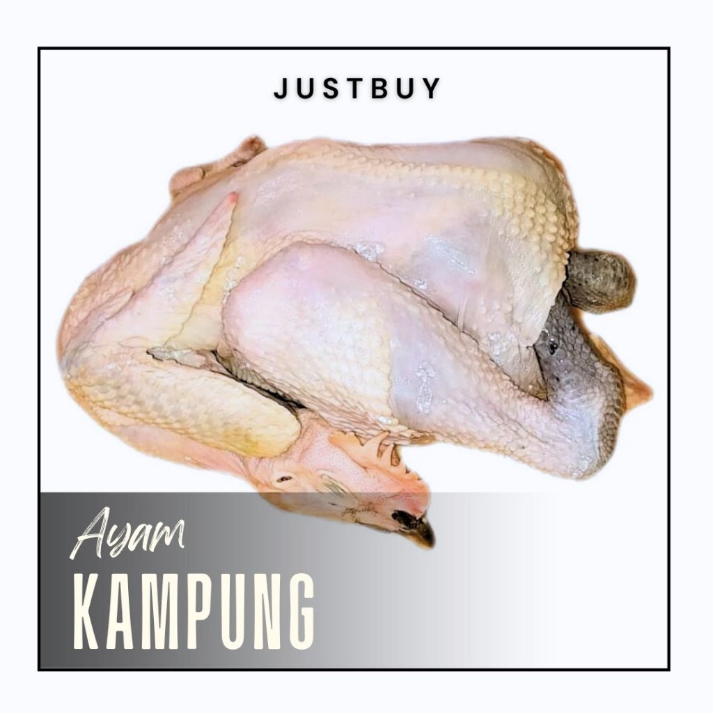 

Ekoran Ayam Kampung Asli 08-09