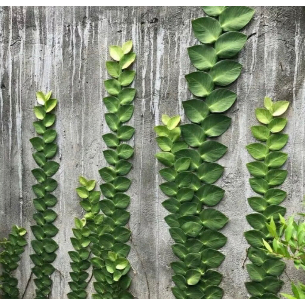 Tanaman dolar-dolaran dinding anakan 10-20 cm