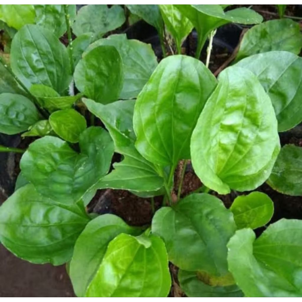 

Daun ki urat segar _ Daun sendok ki urat fresh 1kg