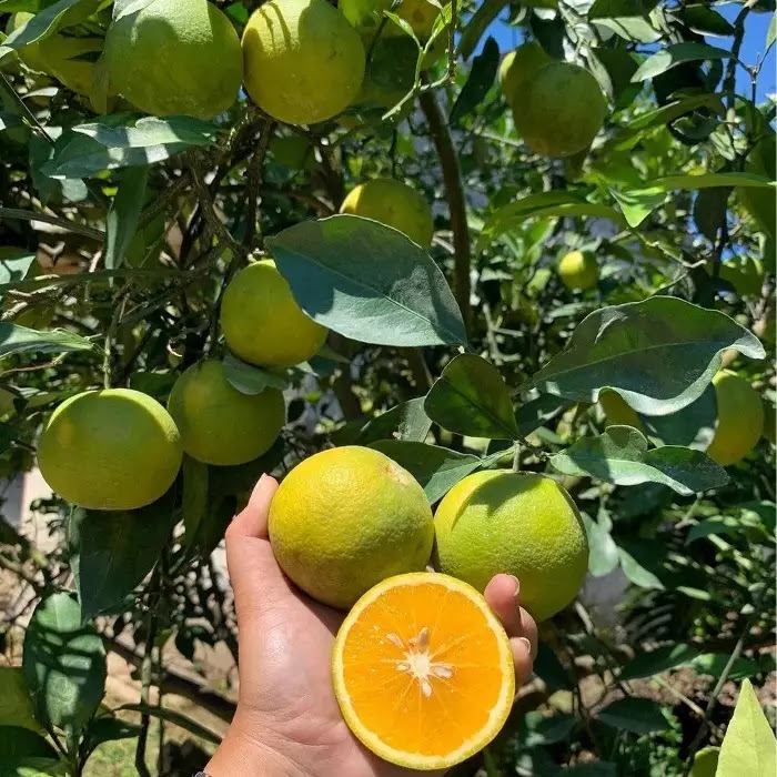 

Fresh fruits jeruk baby java jeruk manis / jeruk peras asli batu malang