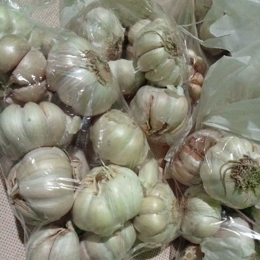 

bawang putih