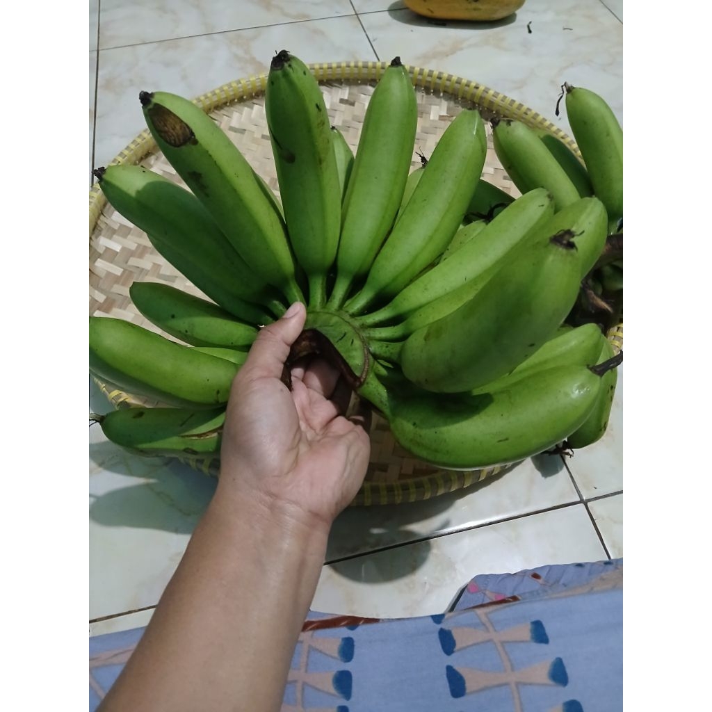 

pisang emas asli jual per kg bukan per sisir
