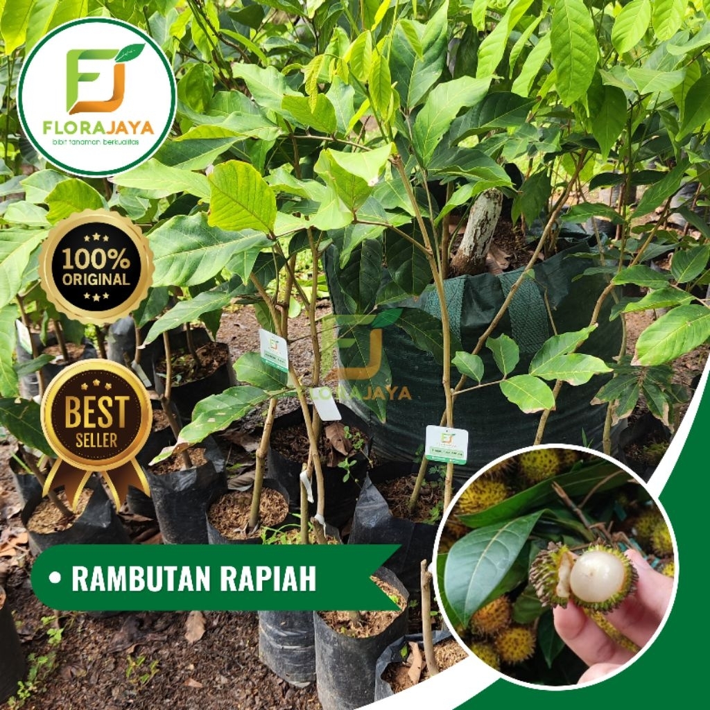 BIBIT RAMBUTAN RAPIAH OKULASI