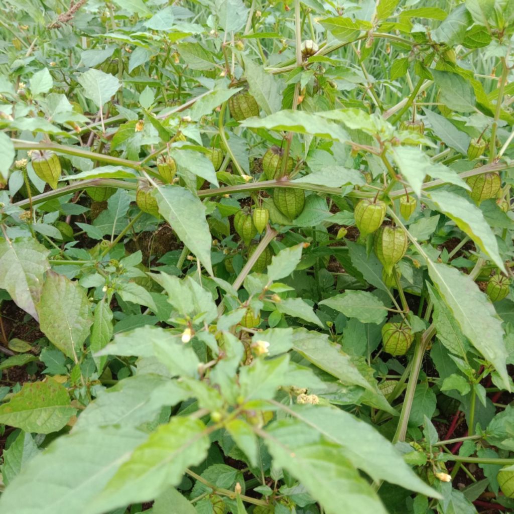 

Daun ciplukan/cecendet fresh500g