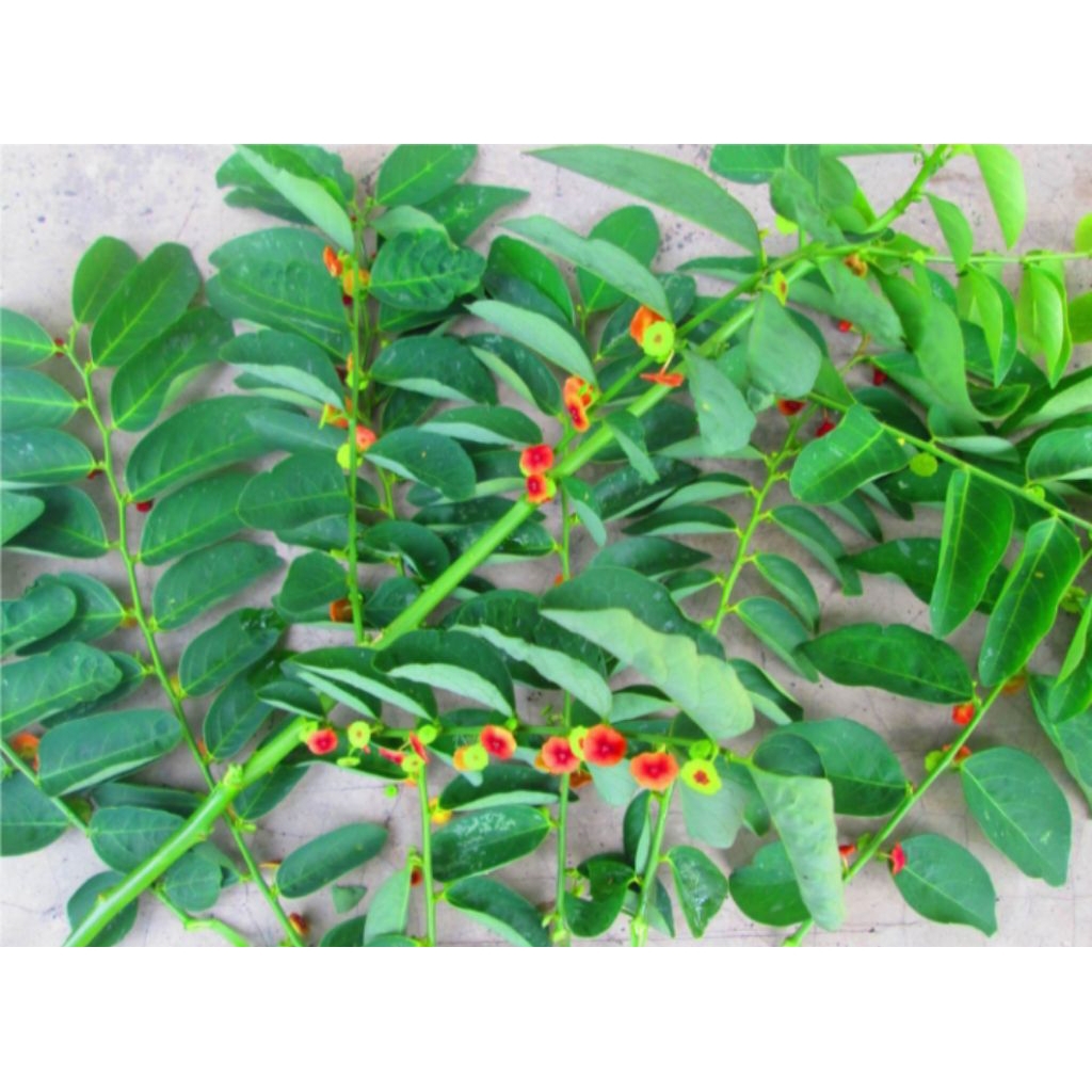 

Daun katuk pelancarAsi