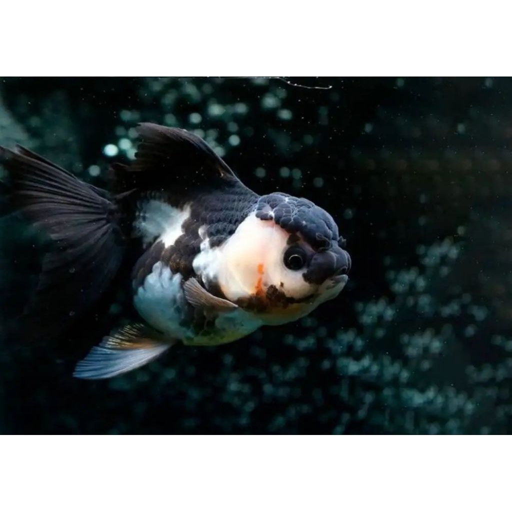 KOKI ORANDA PANDA ROSTYALE INDUKAN (SZ TELUR AYAM DEWASA)