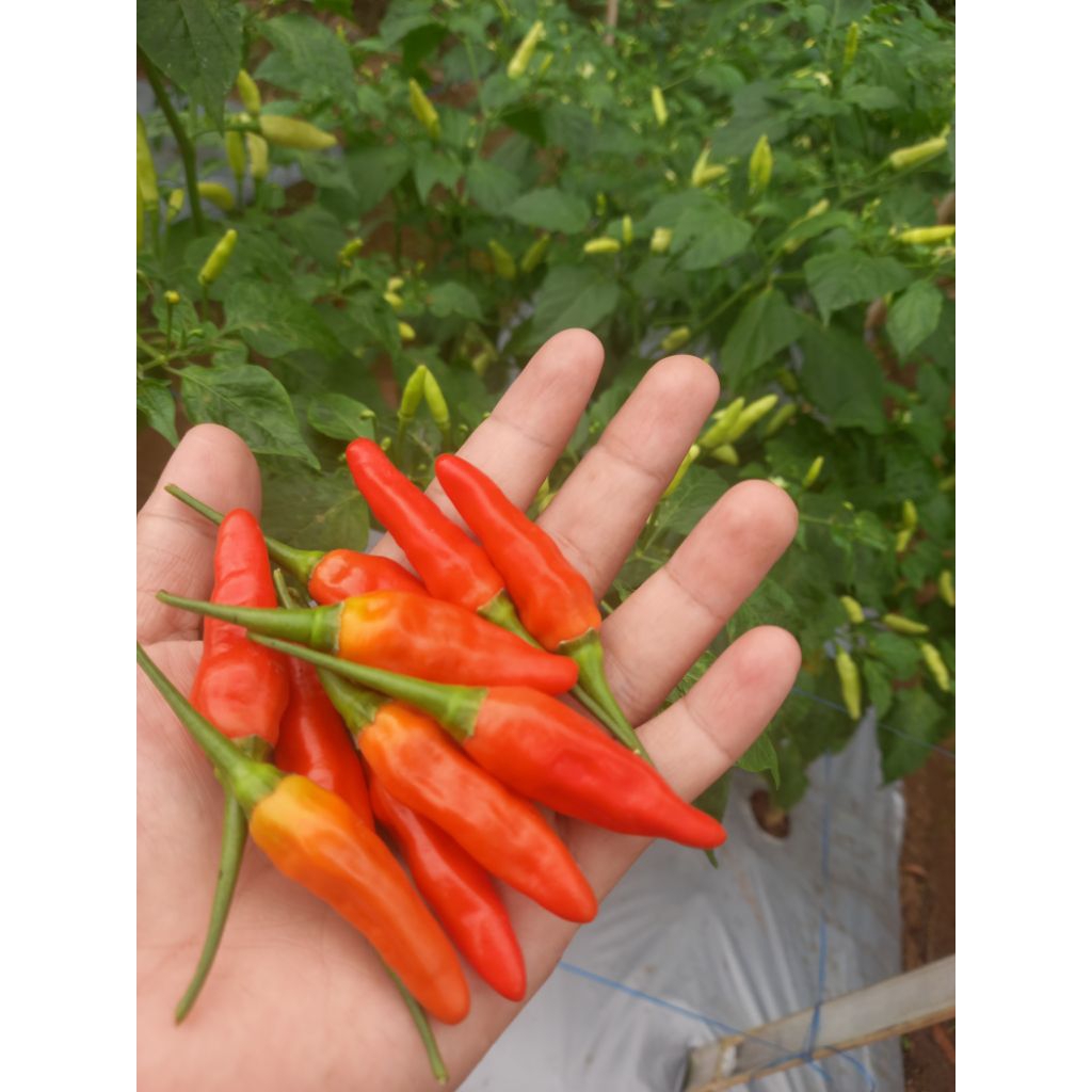 

CABE RAWIT ORI 212 SEGAR langsung dari Lahan