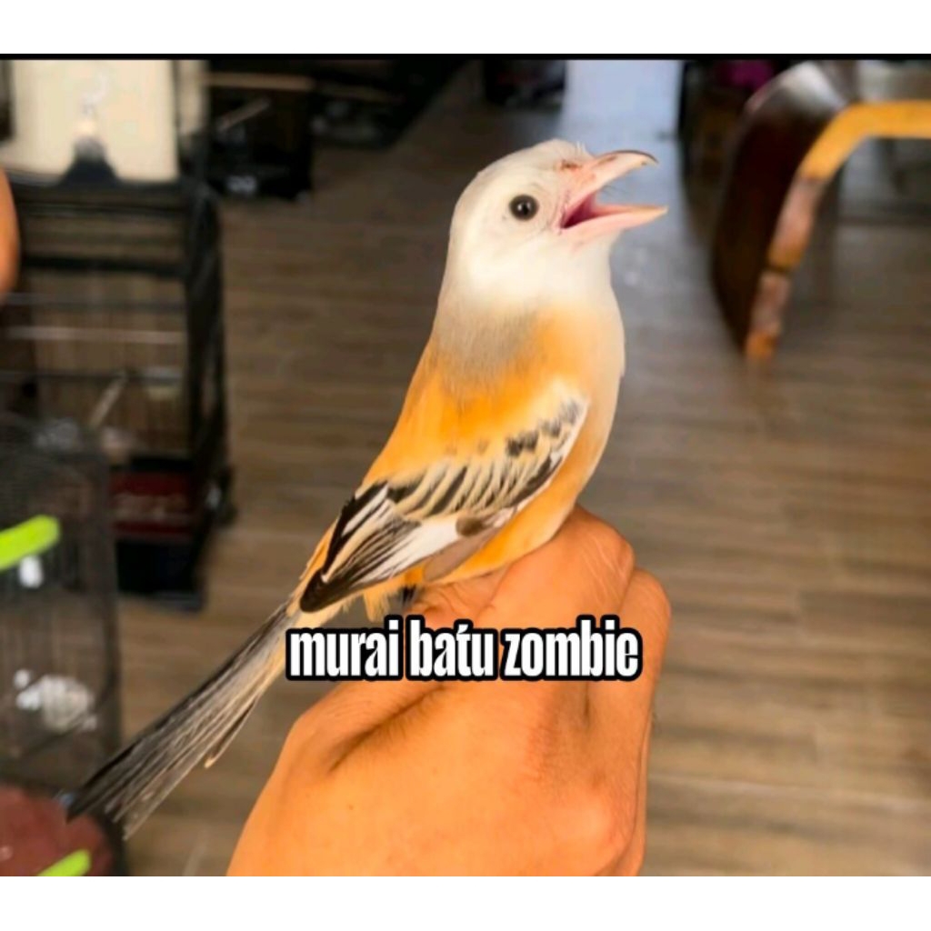 

Promo Murah Telur murai batu zombie rare 2 butir fertil siap tetas