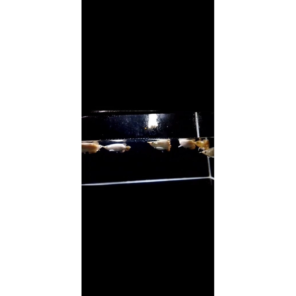 ikan arwana super red