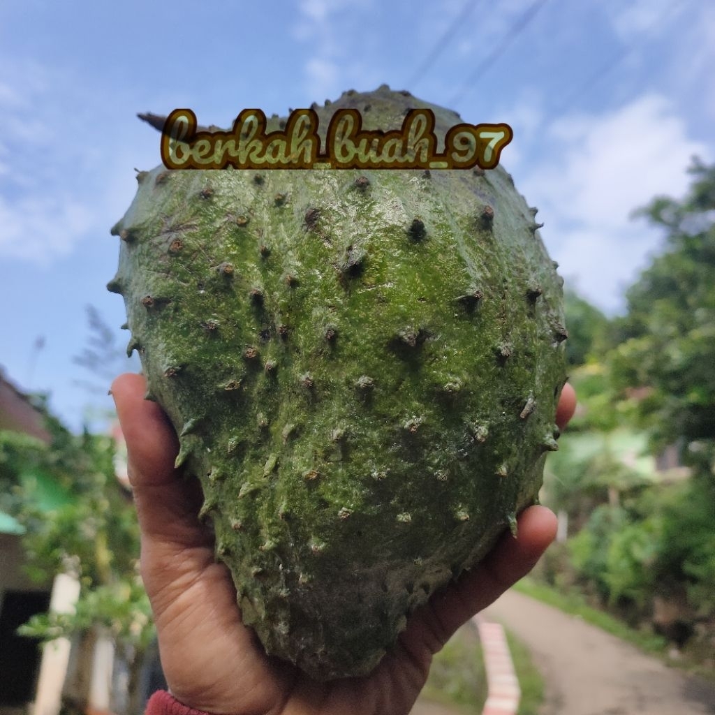 

sirsak lereng muria segar besar tua berat 700-900 gram