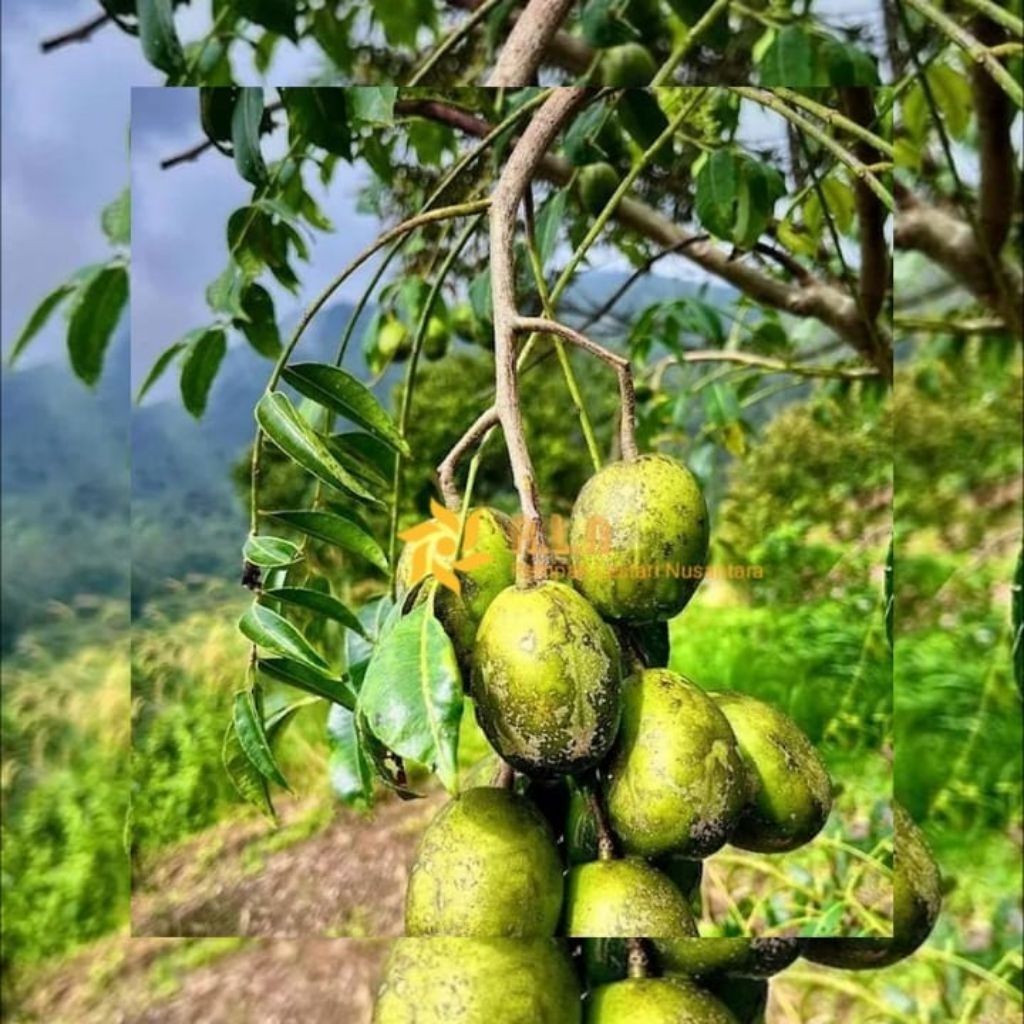 Buah kedondong mini | buah kedondong hias segar | buah kedondong mini 1kg