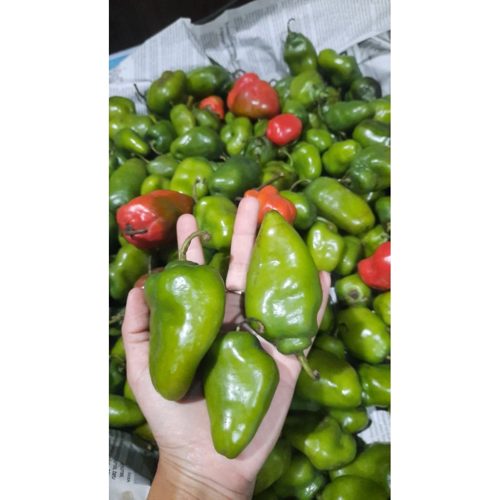 

Cabe Gendot , Cabe Bandung , pedas super