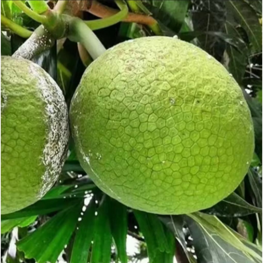 

Buah sukun /1kg