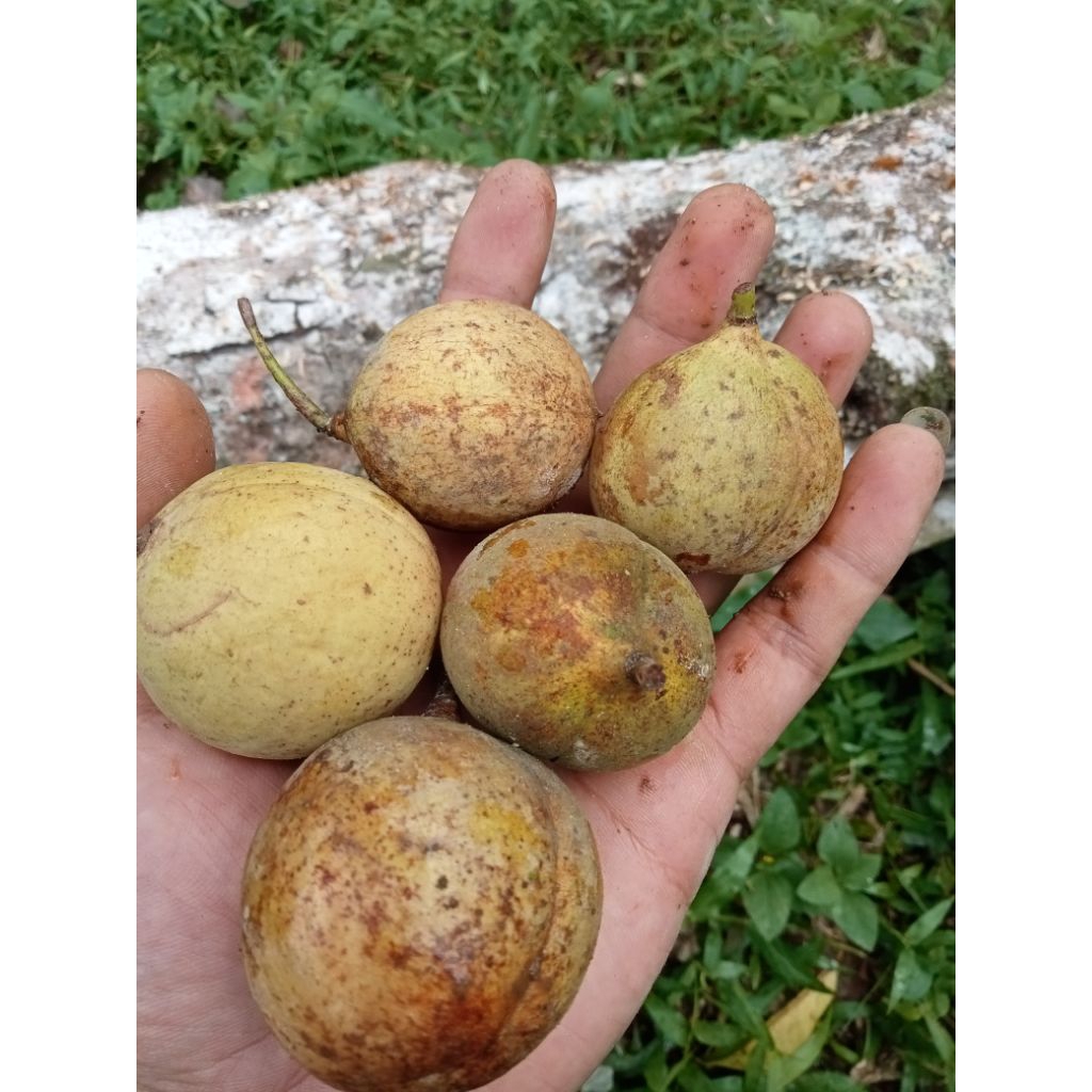 

BUAH PALA SEGAR 500g