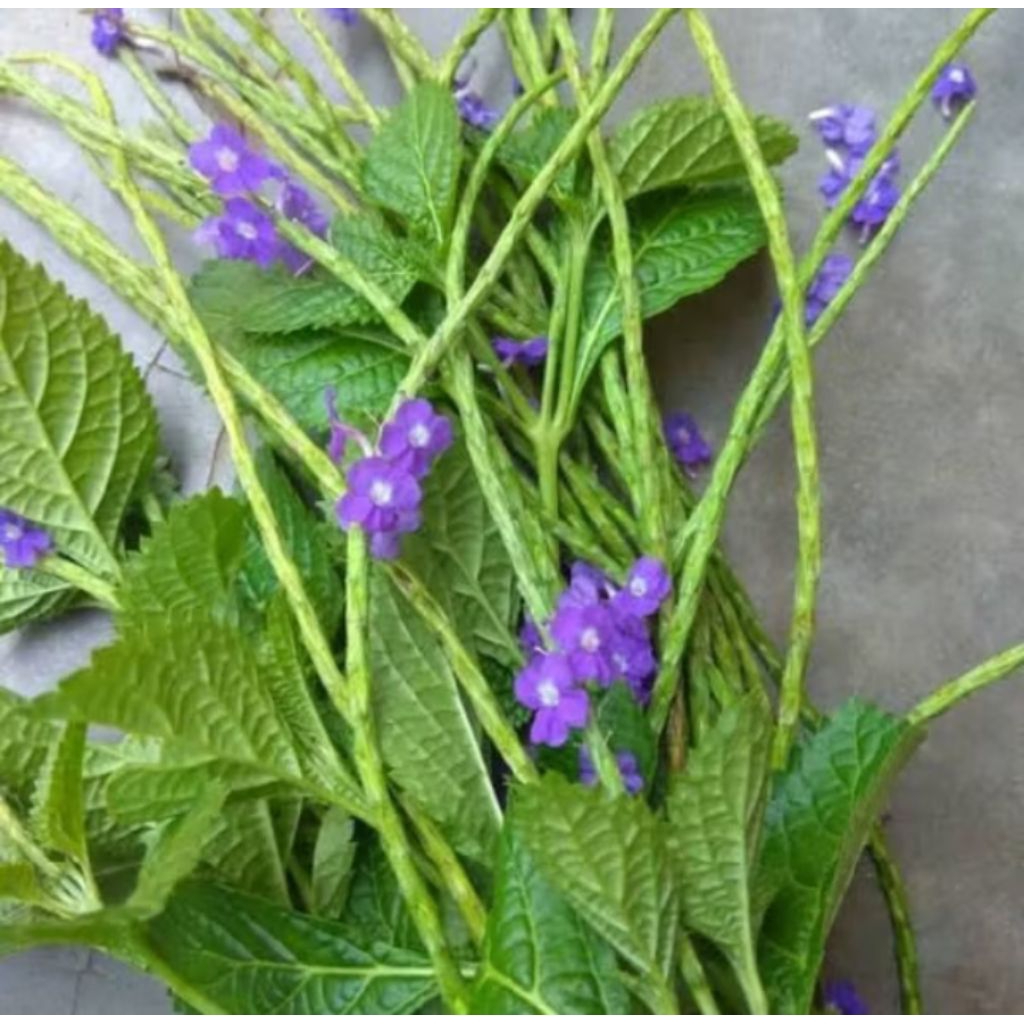 

Daun pecut kuda / Jarong 250g