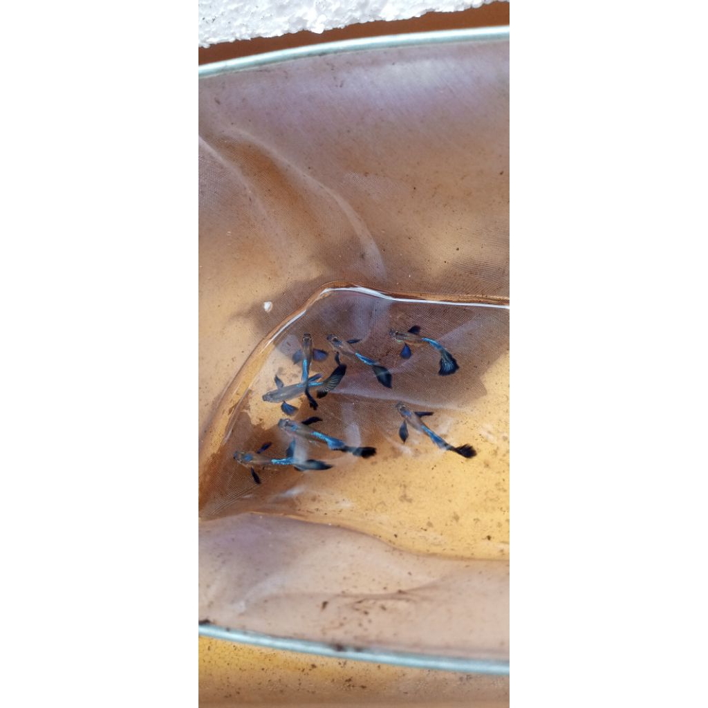 Guppy purple dragon dumbo ear (HALFMOON)