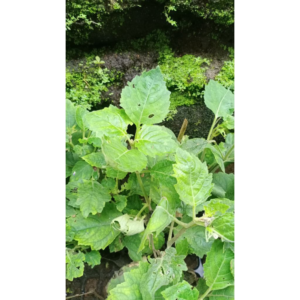 

NILAM ACEH HARGA PER SETEK 500