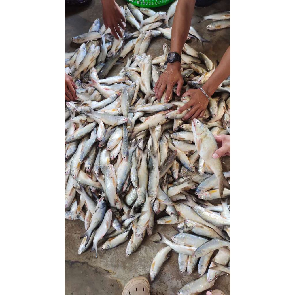 

ikan sinangin 9 - 12 ekor 1kg