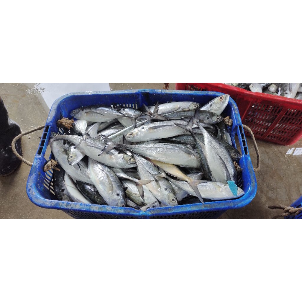 

ikan caru/ikan cencaru 3 - 7 ekor 1kg