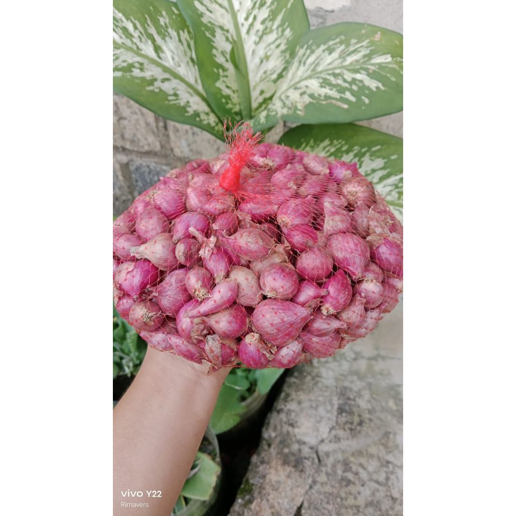 

bawang merah lokal ukuran tanggung kecil kemasan 500 gram