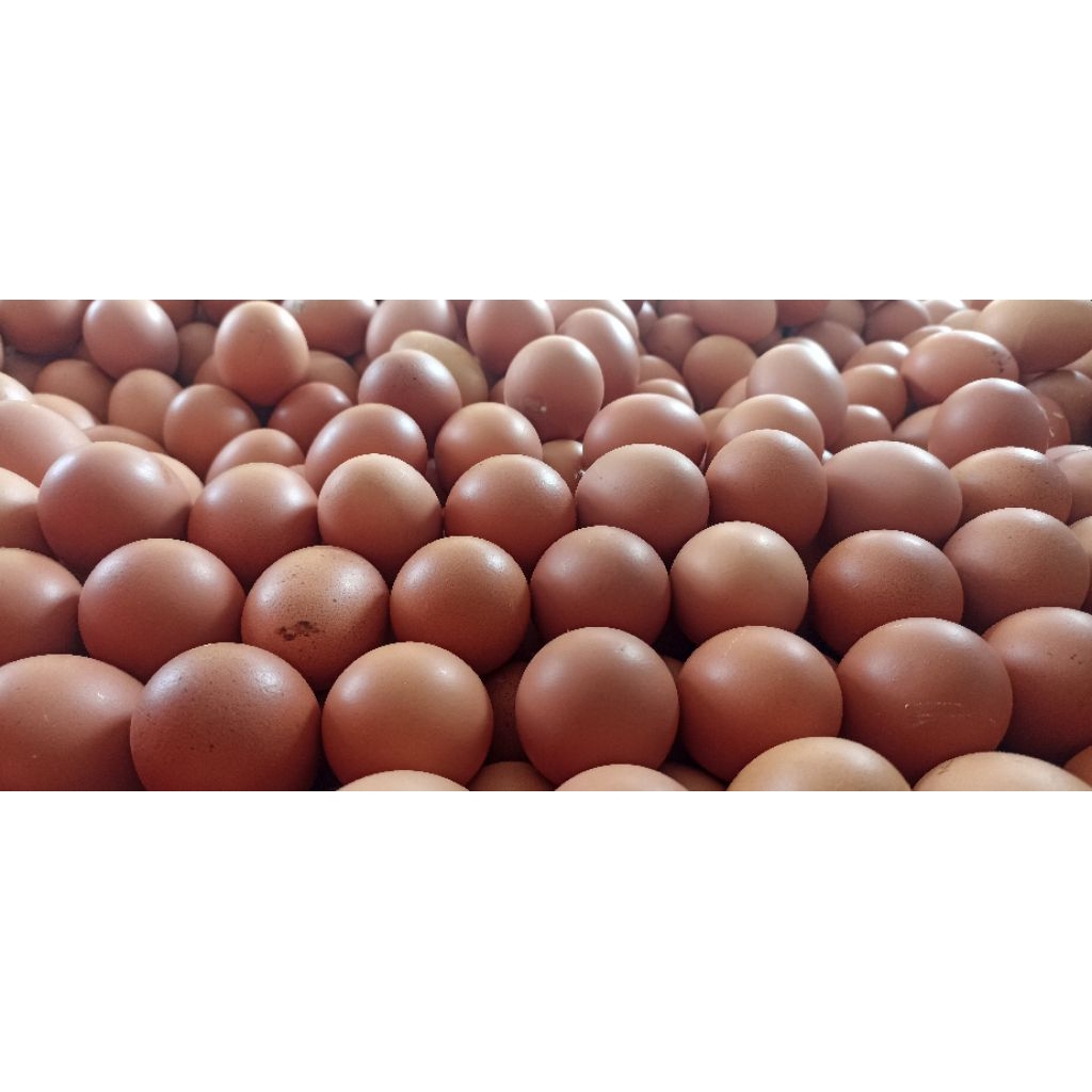 

Telur Ayam Negeri Fresh 1 tray ( 30 butir )